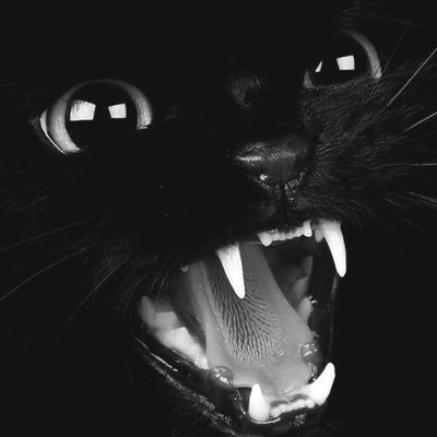 kol pfp