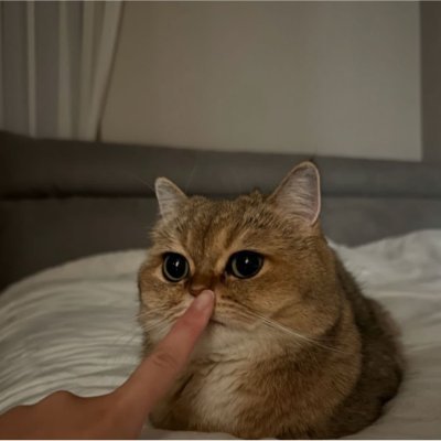 kol pfp